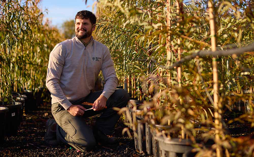 Nursery stock assessment by Blooming Tree Group arborist in Geelong
