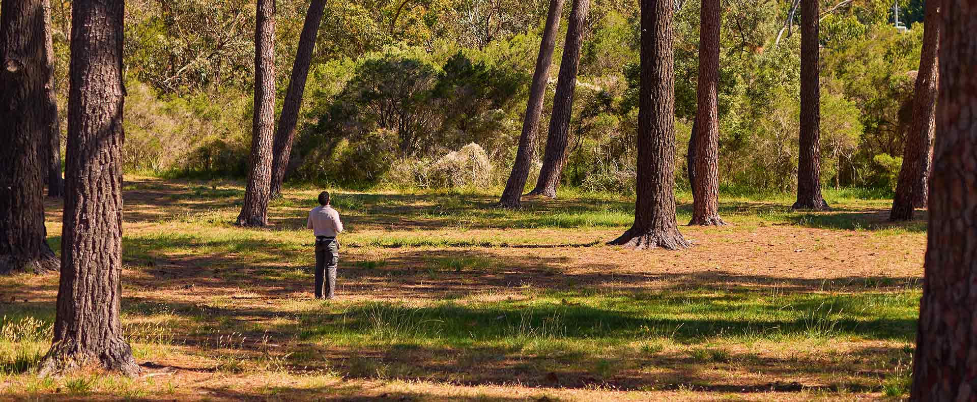 Tree assessment by Blooming Tree Group arborist for planning application