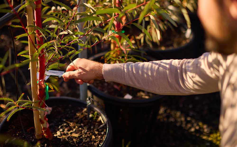 Nursery stock assessment by Blooming Tree Group Geelong