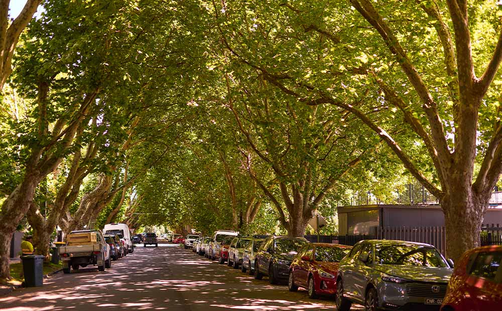 Tree-lined streets with cars parked, being assessed by Blooming Tree Group arborist